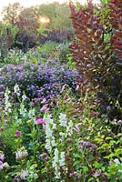 Late summer borders includes Verbena bonariensis, Sedum, Dahlia, Cosmea, Gaura lindheimeri, Sedum 'matrona', Aster novea-angliae. Weihenstephan Trial Garden