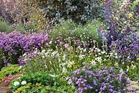 Late summer borders Aster novea-angliae, Cotinus coggygria 'Royal Purple', Gaura lindheimeri, Anemone, Sedum 'Matrona' and Verbena bonariensis, Dahlia 'Honka White'. Weihenstephan Gardens