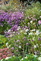 Late summer border. Aster novea-angliae, Cosmea, Gaura lindheimeri, Anemone, Sedum 'Matrona' and Verbena bonariensis. Weihenstephan Gardens