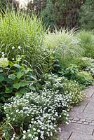 White themed border with Kalimeris incisa 'Madiva', Hydrangea paniculata, Miscanthus sinensis and Hakonechloa macra 'Aureola', Weihenstephan Gardens