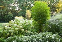 White themed border with Kalimeris incisa 'Madiva', Hydrangea paniculata 'Phantom', Toona sinensis 'Flamingo', Miscanthus sinensis and Hakonechloa macra 'Aureola', Weihenstephan Gardens