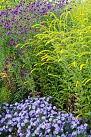 Late summer border of Aster Amellus 'Sternkugel', Aster Novae-Angliae 'Violetta' and Solidago Rugosa 'Fireworks'.