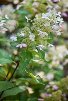 Hydrangea Paniculata 'Mid Late Summer'