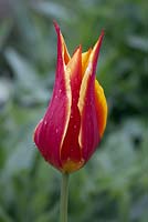 Tulipa 'Flyaway'
