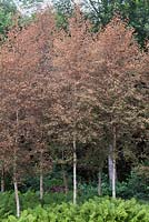 Damage caused by alder beetle on group of birch trees - July