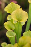 Sarracenia flava var rugelii - Yellow Pitcher Plant  