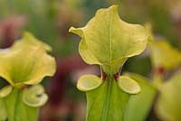 Sarracenia flava var  rugelii - Yellow Pitcher Plant