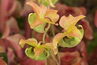 Sarracenia purpurea ssp venosa x S. oreophila flowers - Purple Pitcher Plant
