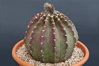 Echinopsis 'Snowstorm' - Hedgehog Cactus