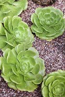 Aeonium Canariense with water droplets