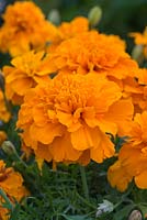 Marigold 'Bonanza Orange'