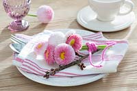 Picked flowers of Bellis perennis 'Tasso Strawberries and Cream' on plate
