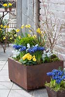 Planter on patio with Iris reticulata, Primula acaulis, Scilla, Buxus, Narcissus and Prunus incisa 