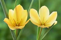 Tulipa linifolia - Batalinii Group 'Bright Gem'  AGM  Tulip.  Miscellaneous tulip  Syn.  Tulipa batalinii 'Bright Gem'  May