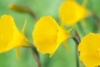 Narcissus 'Classic Gold' AGM.  Hoop petticoat daffodil.  Div.10  Bulbocodium  March