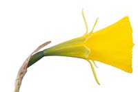 Narcissus 'Classic Gold' - AGM. Hoop petticoat daffodil.  Div.10  Bulbocodium,  March