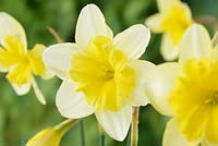 Narcissus  'Bella Estrella' - Daffodil Div. 11a  Split-corona. Collar,  April