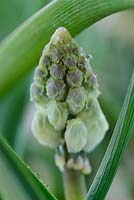 Bellevalia romana,  Roman hyacinth flower buds - April