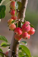 Malus 'Jelly King'