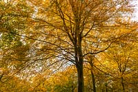 Fagus sylvatica - beech trees, autumn 