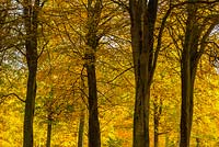 Fagus sylvatica - beech trees, autumn