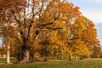 Quercus robur vintage - English oak trees 