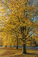 Ulmus x hollandica 'Vegeta' - Huntingdon elm trees 