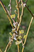 Detail of Scarlet Willow with catkins and leaves developing