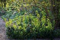 Euphorbia amygdaloides var. robbiae in the shade bed at Perch Hill