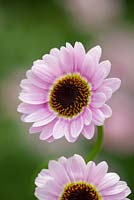 Argyranthemum 'Reflection Pink'. Marguerite