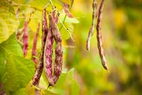Borlotti beans showing yellowing leaves so ready to be picked for drying