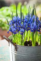 Iris reticulata 'Harmony' in a zinc planter