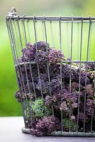 Wire basket of harvested purple sprouting broccoli. Brassica oleracea