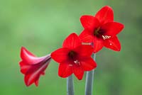 Amaryllis 'Red Rascal' - Sonatini variety. Hippeastrum