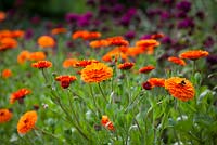 Calendula officinalis 'Indian Prince', Prince Series with Dianthus barbatus 'Oschberg' in the cutting garden at Perch Hill. 