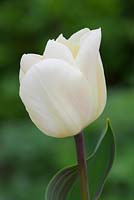 Tulipa 'Vanilla Cream'