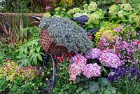 Old Bicycle with Sedum in front basket placed in flower beds. Hampton Court Palace flower show 2016