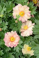 Paeonia 'Lollipop', May
