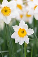 Narcissus 'Jersey Lace', April
