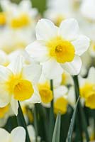 Narcissus 'Golden Echo', April