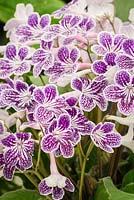 Streptocarpus 'Polka-Dot Purple' - 2nd Place Plant of the Year at Chelsea Flower Show 2015