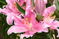 Lilium 'Casale'- Oriental Lily - May