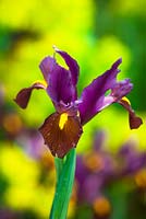 Dutch Iris 'Red Ember'