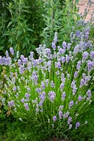 Lavandula angustifolia Miss Muffet - 'Scholmis'. AGM. English lavender