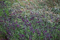Salvia jamensis 'Nachtvlinder' - Woody sage with Salix purpurea 'Nancy Saunders' AGM - Purple Osier Willow