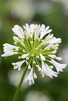 Agapanthus 'White Heaven' - African lily