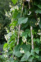 Phaseolus coccineus - Runner bean 'White Lady' growing up a tripod
