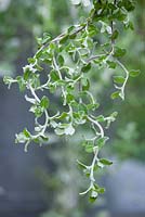 Helichrysum Microphyllum