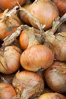 Onion 'Sturon' Allium Cepa