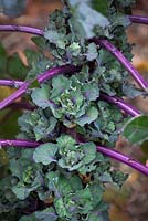 Flower sprouts, Kalettes. Brassica oleracea